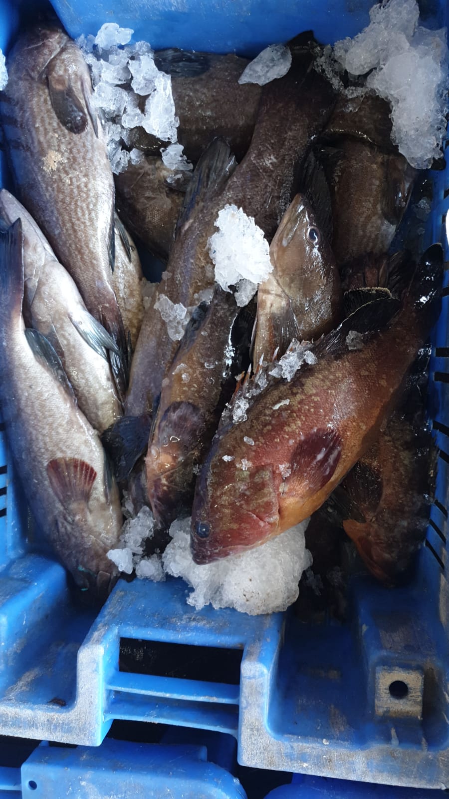 WhatsApp Image 2020-01-30 at 10.31.39 AM.jpeg.jpeg